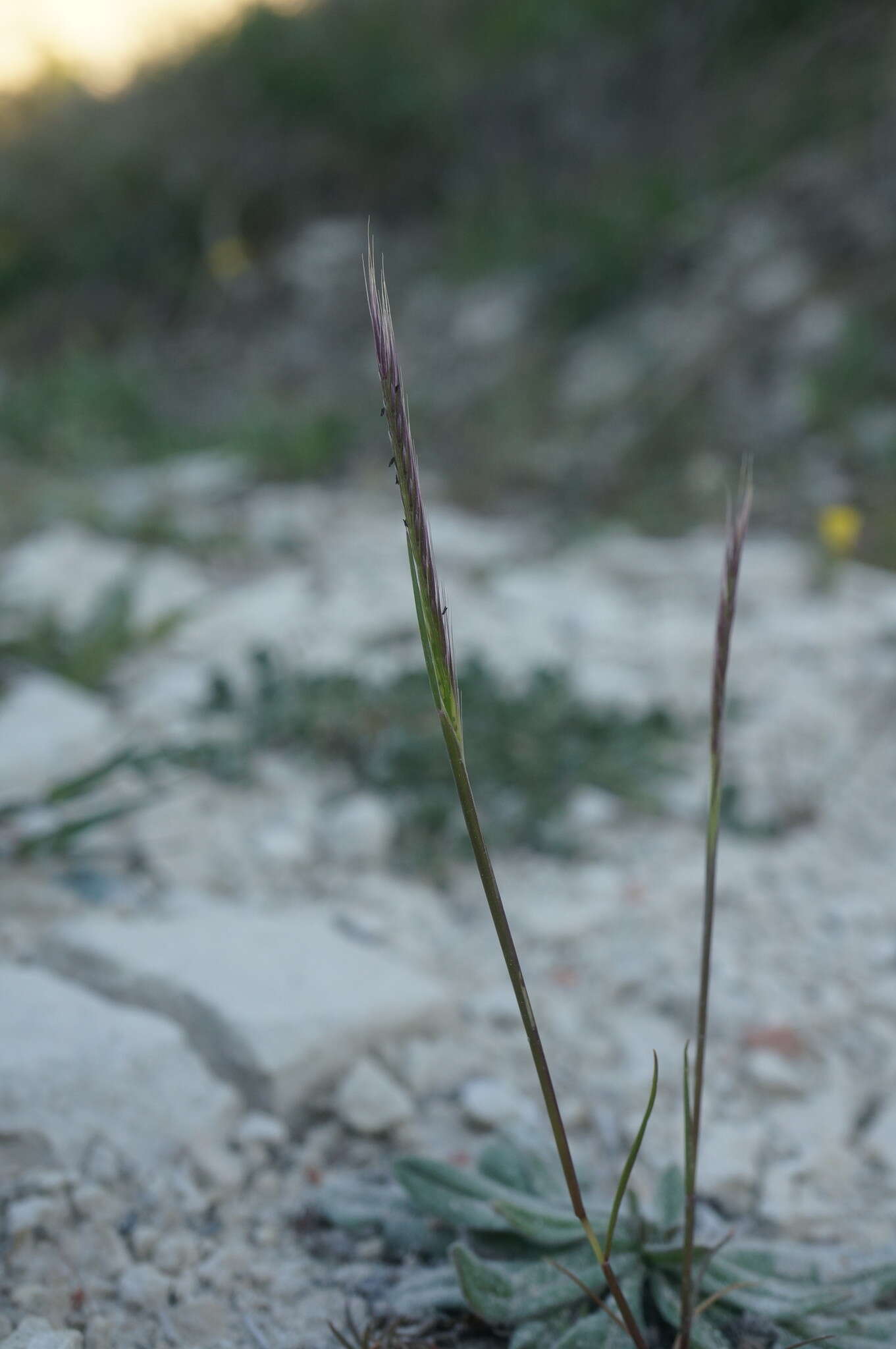 صورة Festuca subuliflora Scribn.