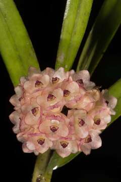 Image of Agrostophyllum callosum Rchb. fil.