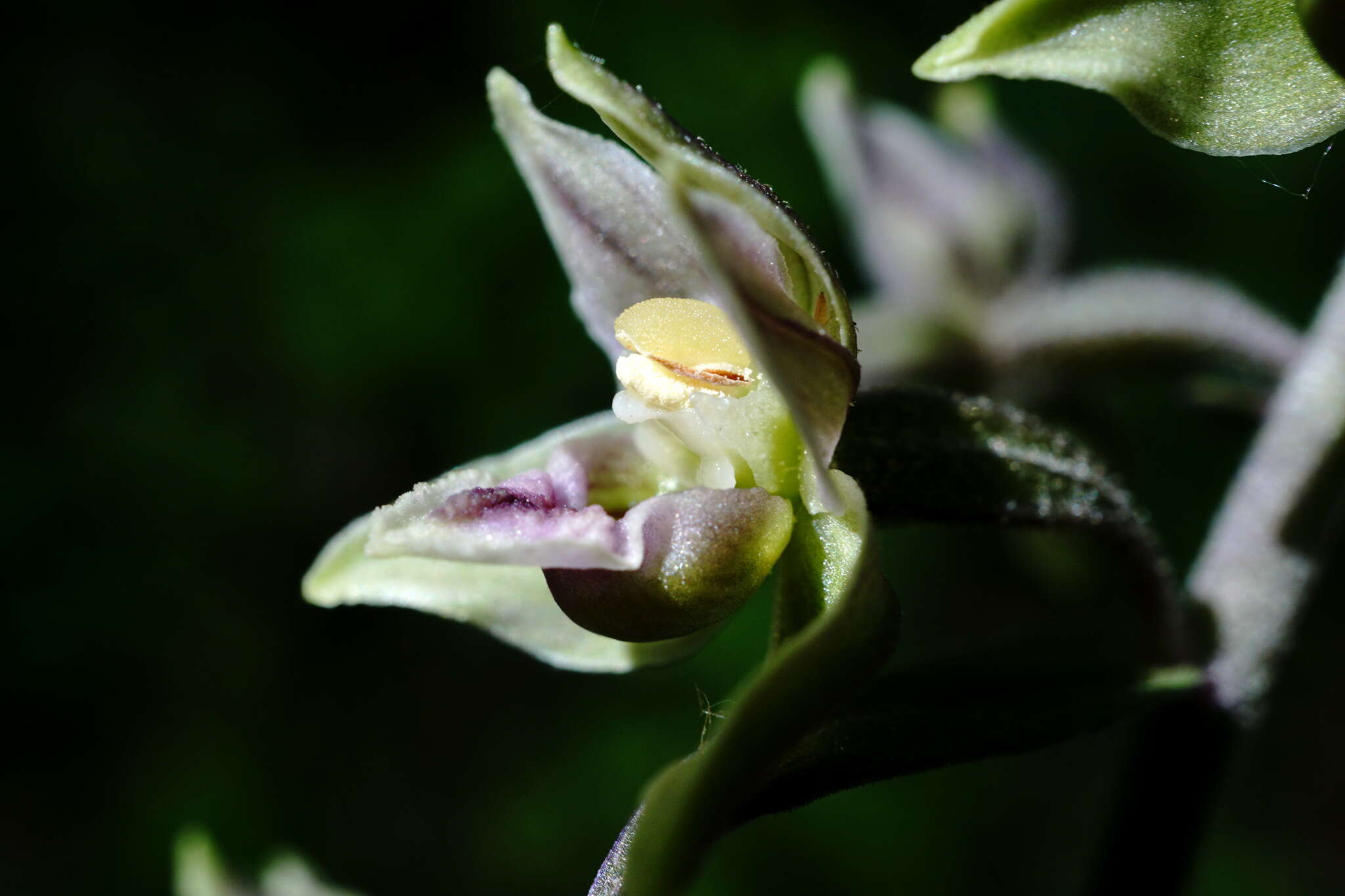 Image of Epipactis condensata Boiss. ex D. P. Young