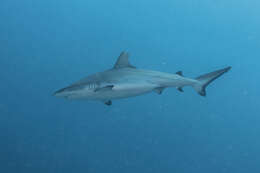 Image of Gray Reef Shark