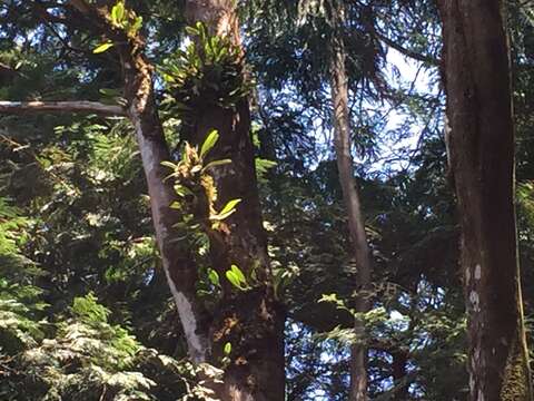 Image de Bulbophyllum pectinatum Finet