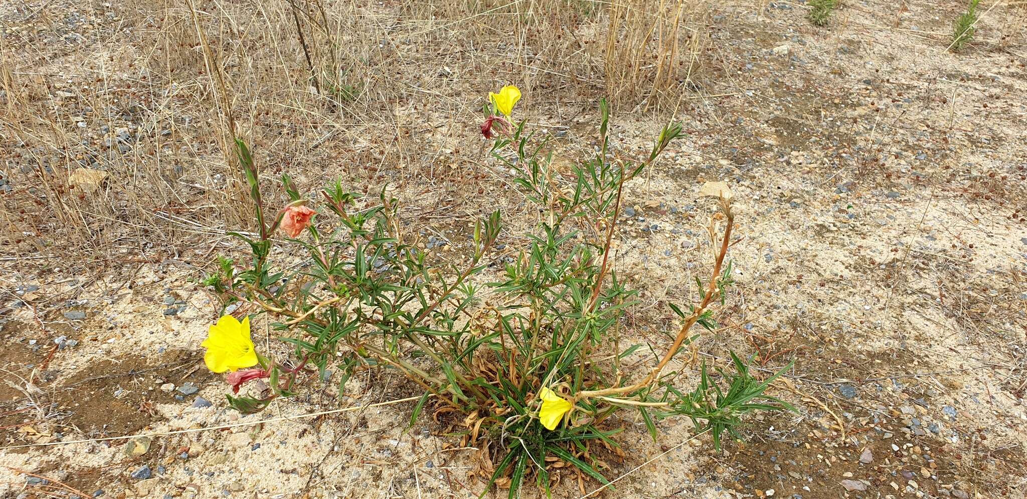 Sivun Oenothera stricta subsp. stricta kuva