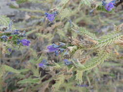 Echium gaditanum Boiss.的圖片