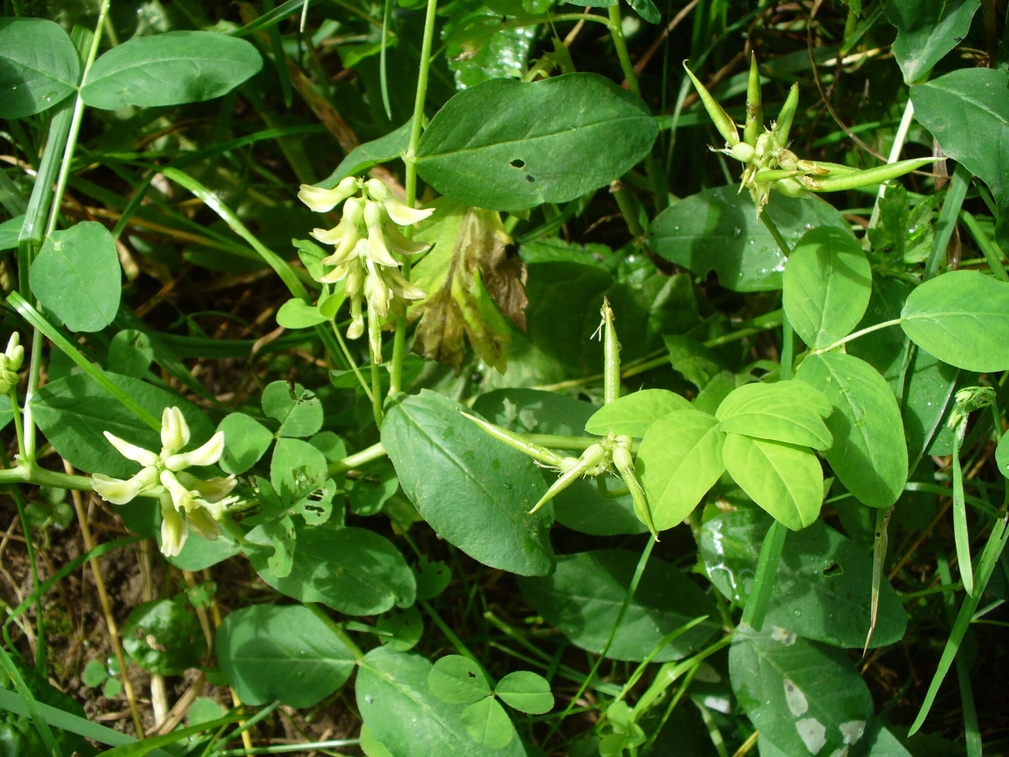 Image of licorice milkvetch