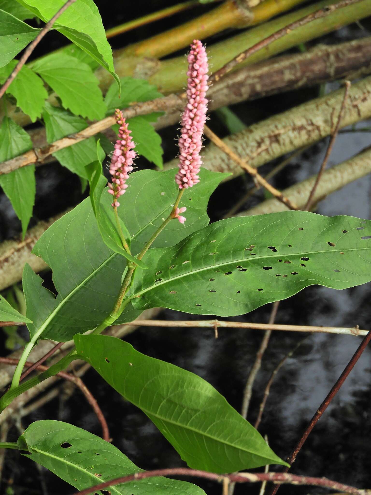 Sivun Persicaria amphibia var. emersa (Michx.) J. C. Hickman kuva