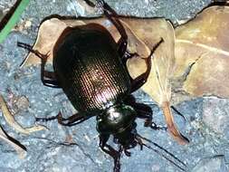 Imagem de Calosoma (Calosoma) schayeri Erichson 1842