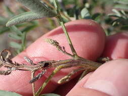 Indigofera sphaerocarpa A. Gray的圖片