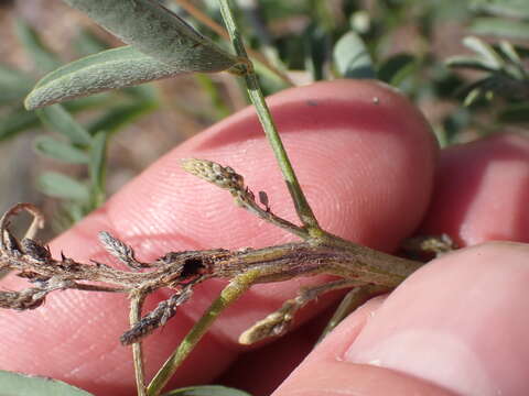 Indigofera sphaerocarpa A. Gray的圖片