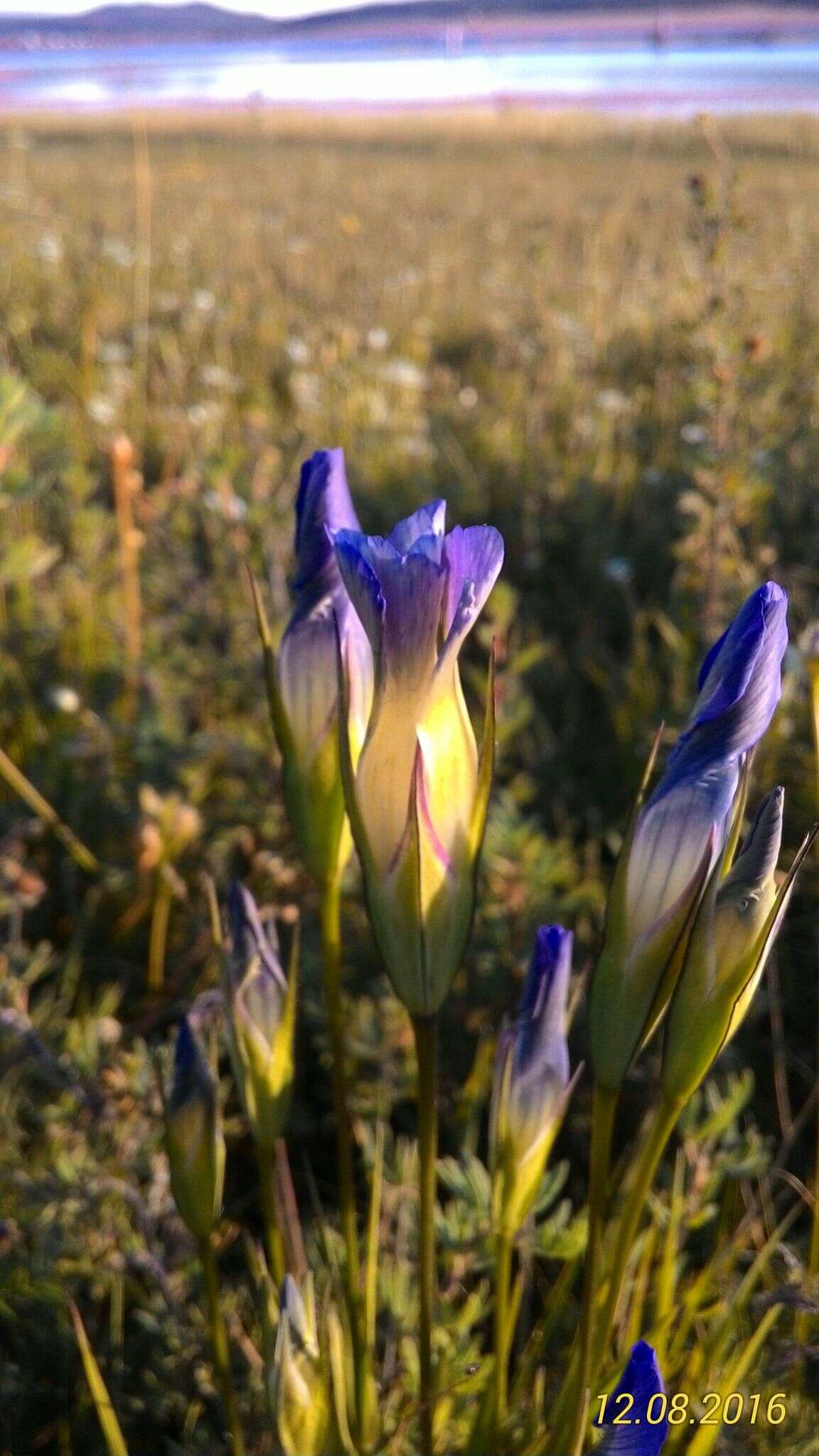 Gentianopsis barbata (Froel.) Ma的圖片