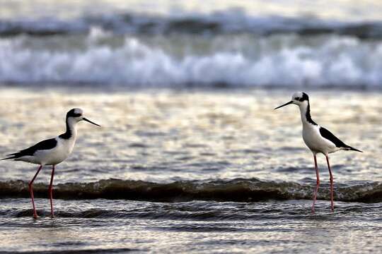 Image of <i>Himantopus mexicanus melanurus</i>