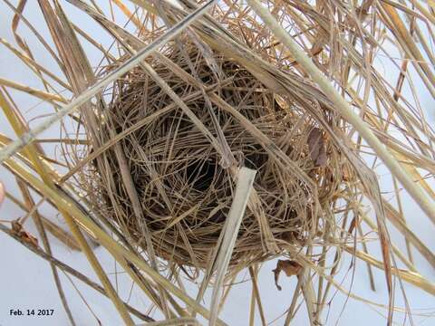 Image of harvest mouse