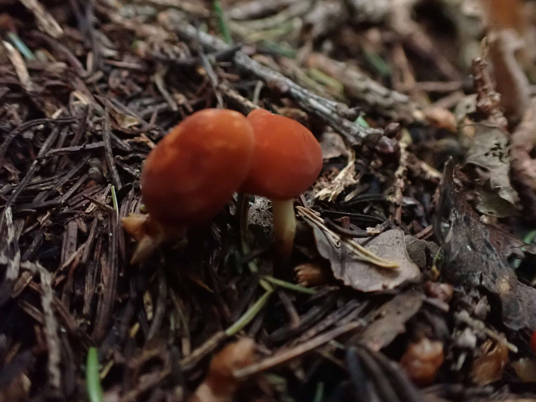 Слика од Marasmius croceus G. Stev. 1964