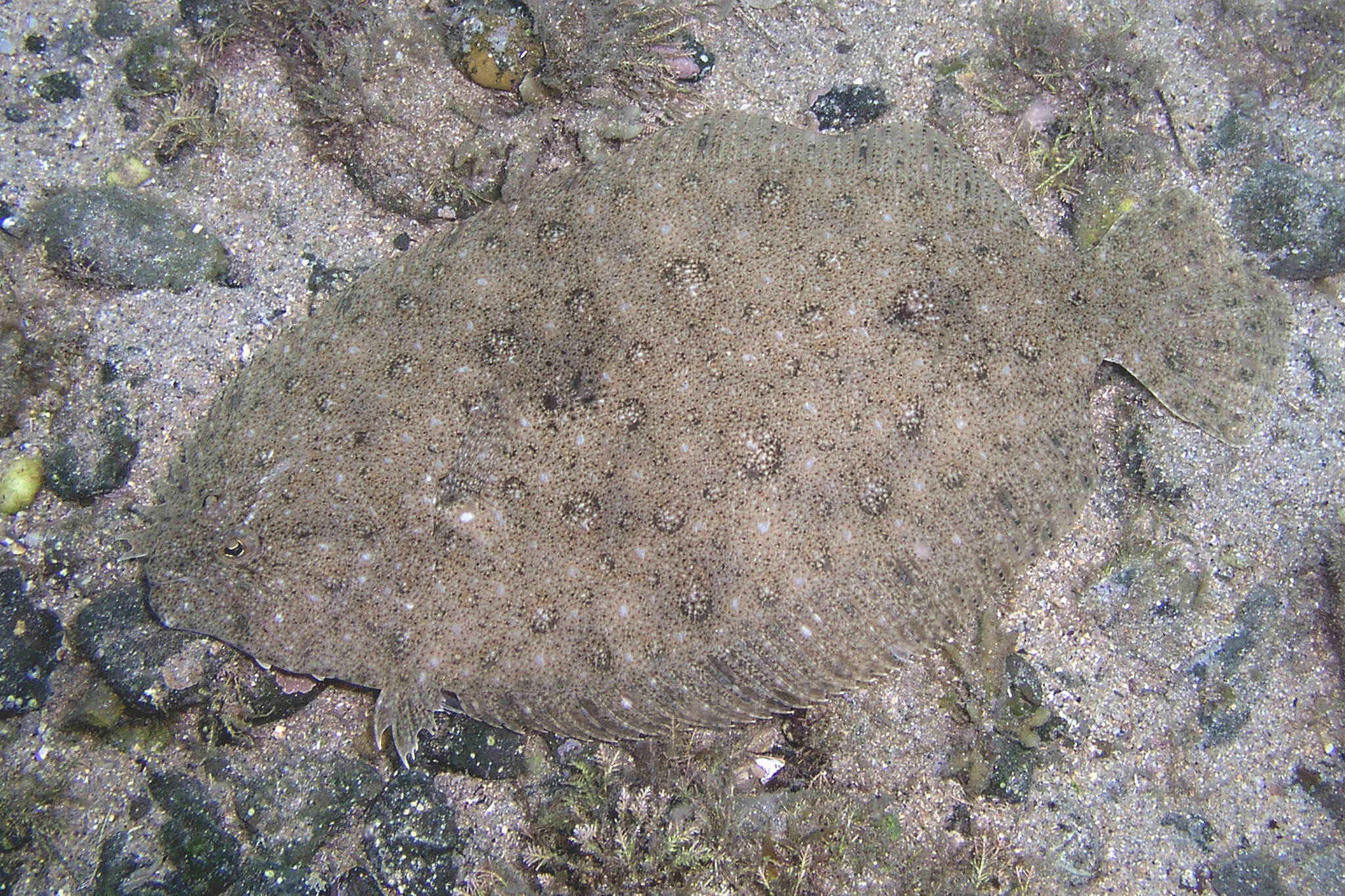 Image of Jenyn&#39;s flounder