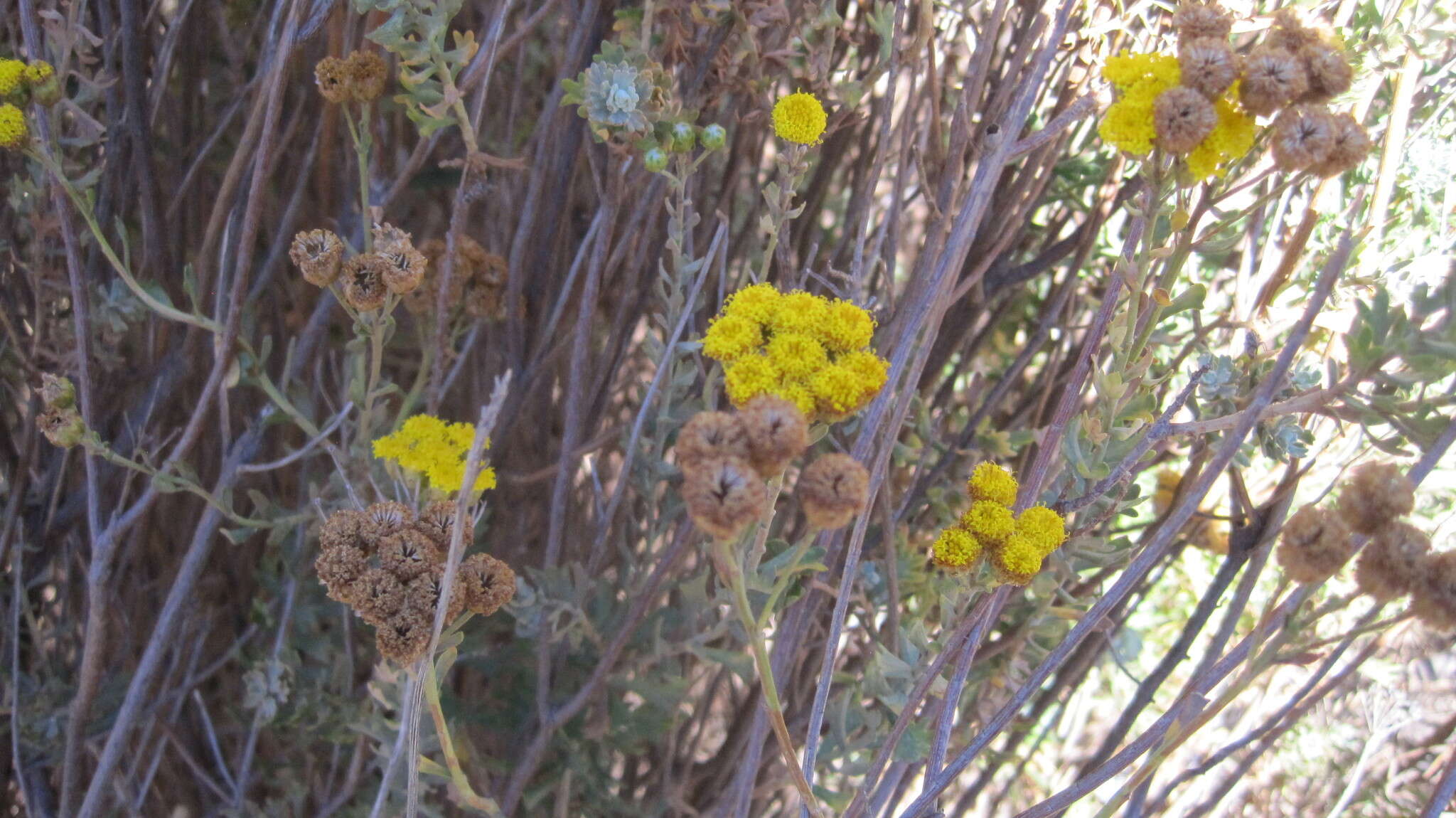 Image of Athanasia trifurcata (L.) L.