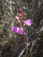 Image de Disa procera H. P. Linder