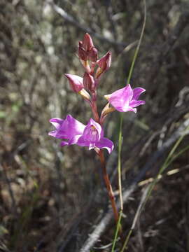 Image of Disa procera H. P. Linder