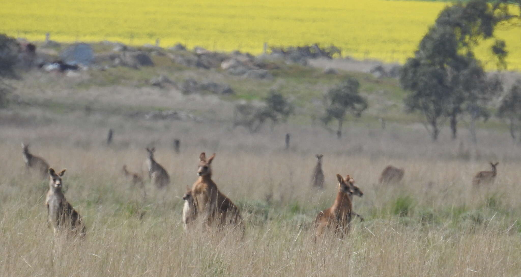 Image of kangaroo