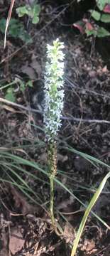 Image de Platanthera elegans subsp. elegans