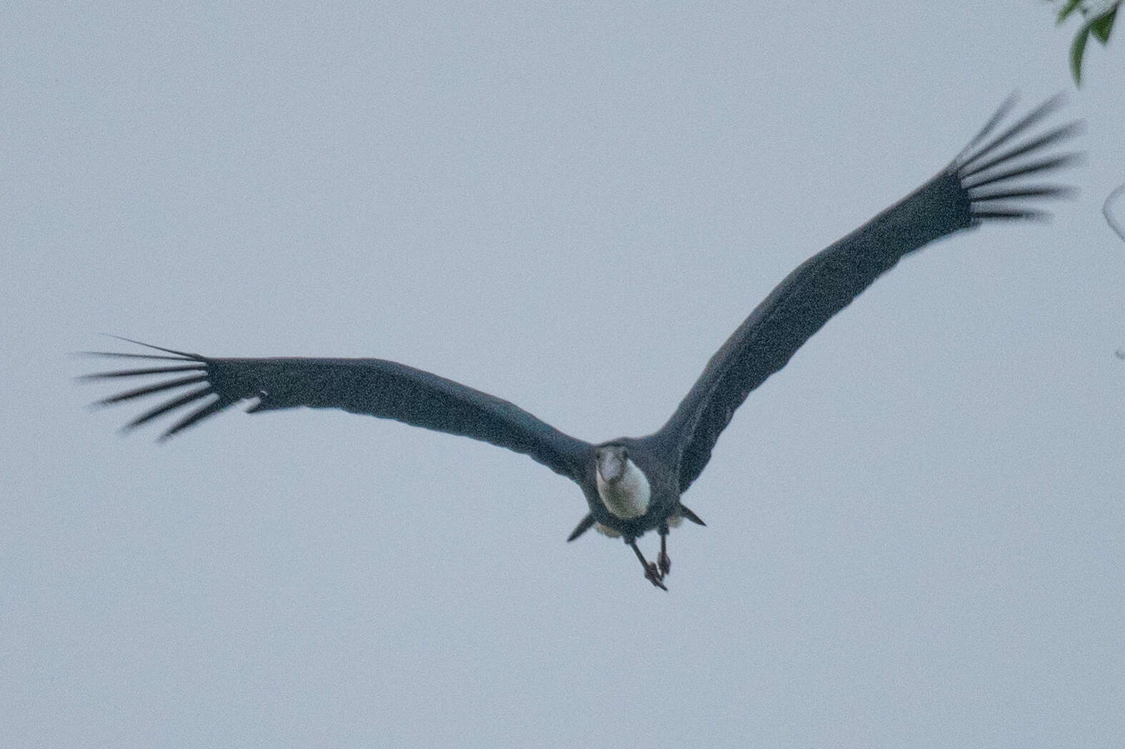 Image of Asian Woolly-necked Stork