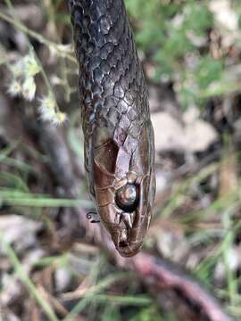 Demansia papuensis (Macleay 1877)的圖片