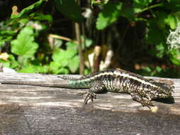 Image of Painted Tree Iguana