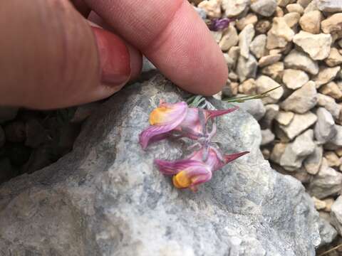 Image of roadside toadflax