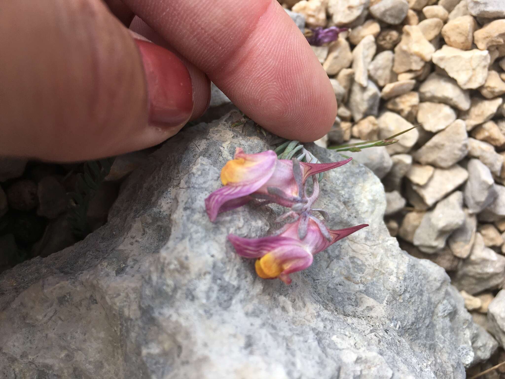 Image of Linaria aeruginea subsp. pruinosa (Sennen & Pau) Chater & Valdis