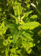 Image of rose spirea