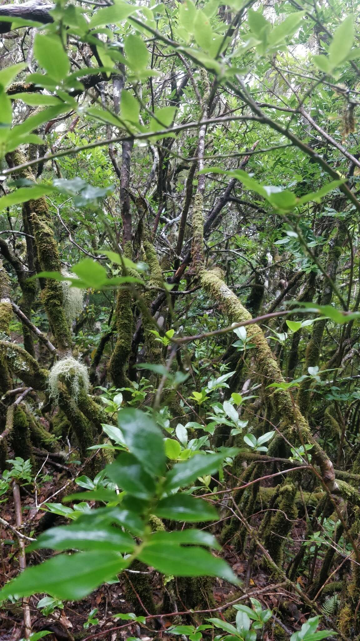 Sivun Vaccinium padifolium J. E. Sm. kuva