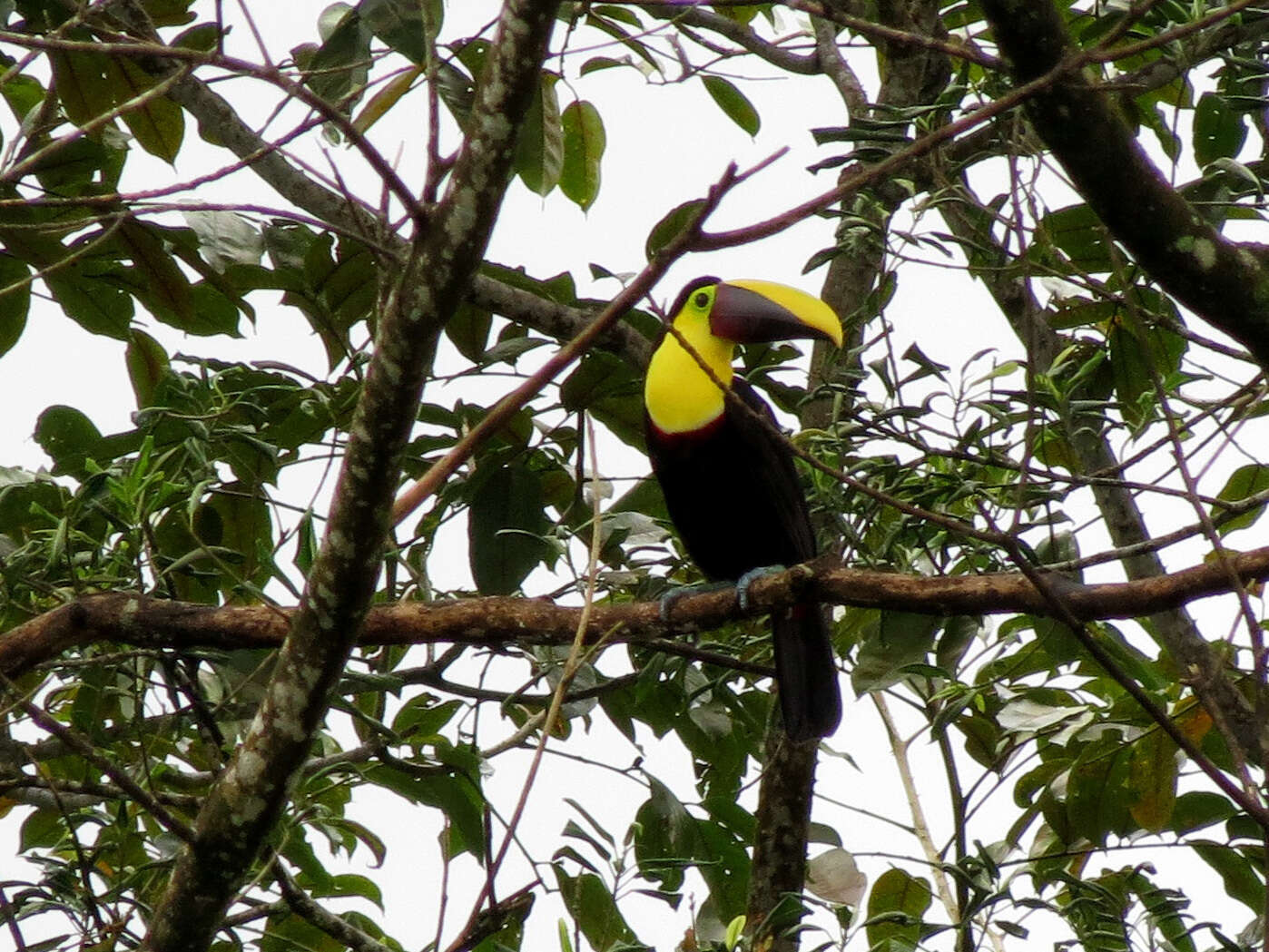 Plancia ëd Ramphastos ambiguus Swainson 1823