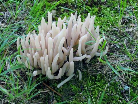 Clavaria rubicundula Leathers 1956 resmi