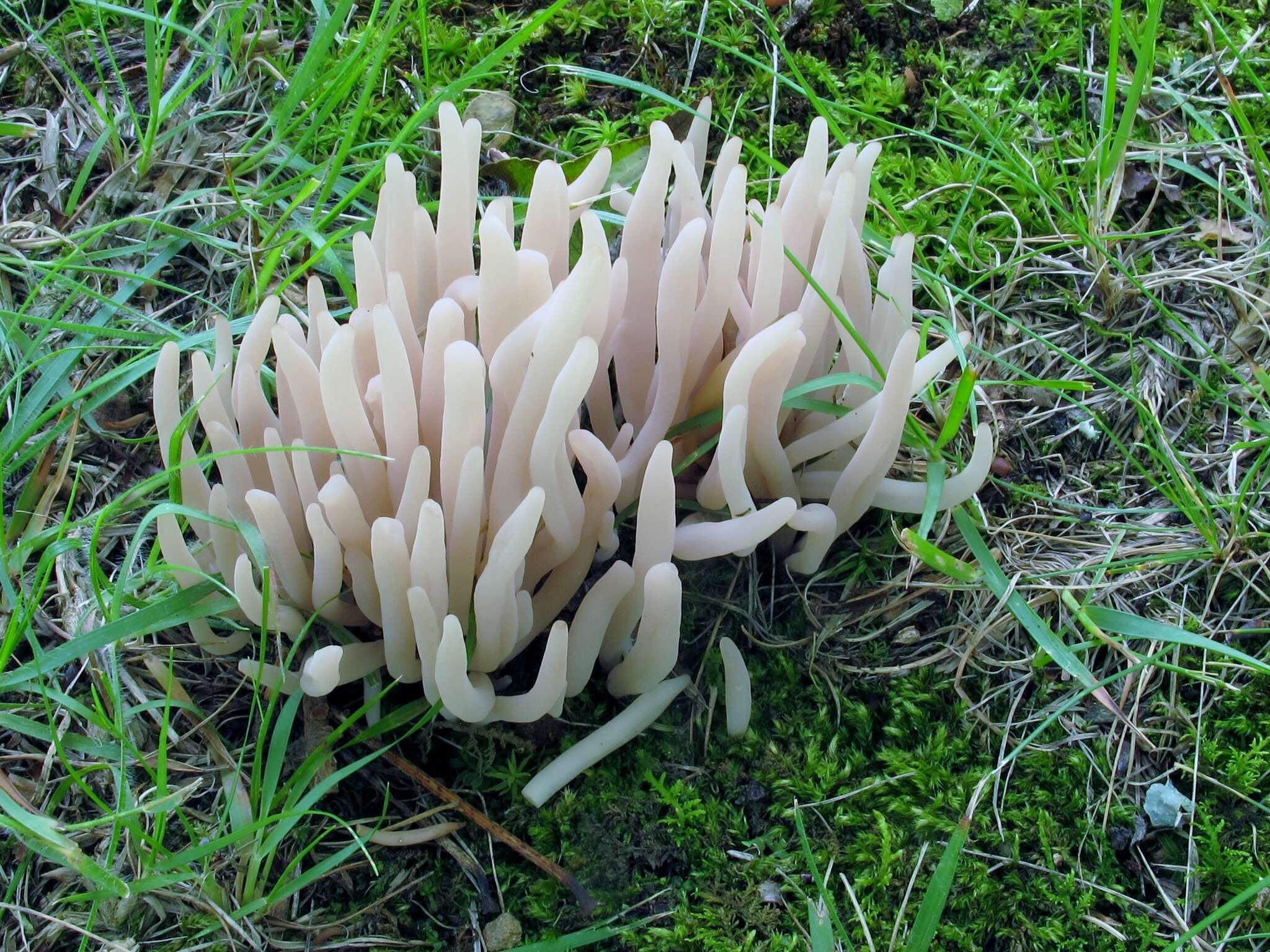 Image of Clavaria rubicundula Leathers 1956