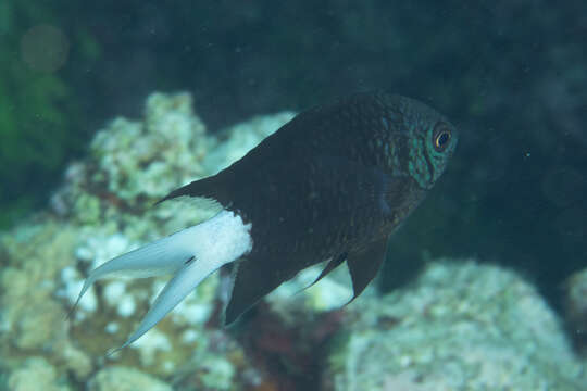 Image of Pale-tail chromis