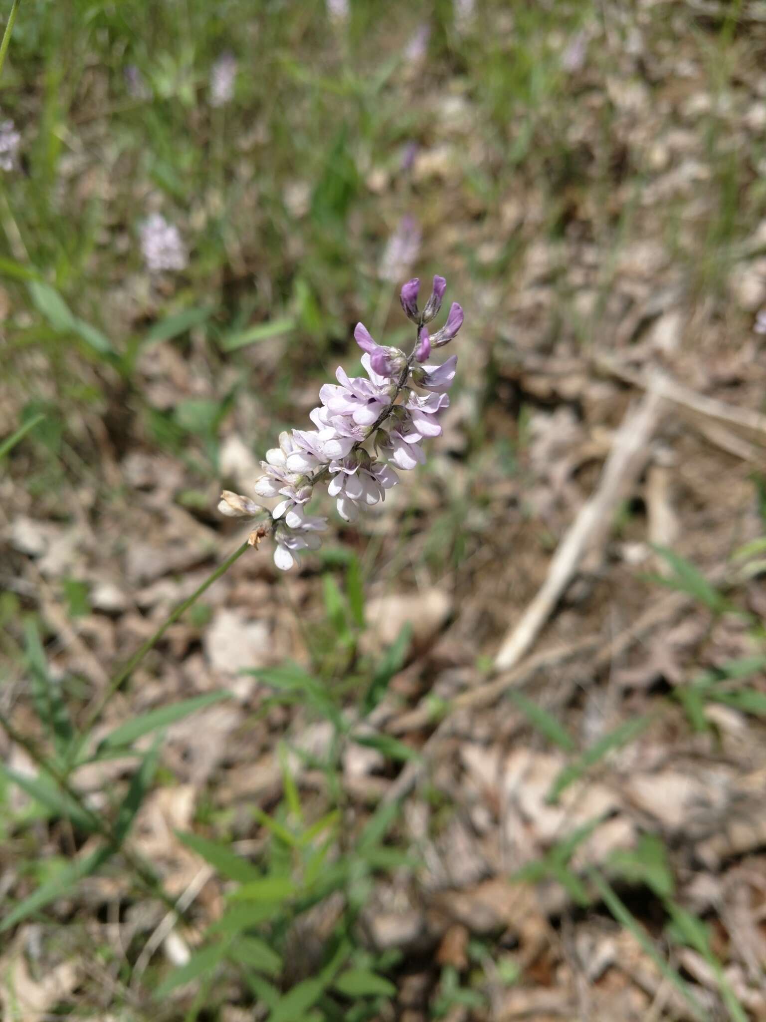 Image of Sampson's-Snakeroot