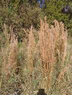 Image of Schizachyrium microstachyum (Desv.) Roseng., B. R. Arrill. & Izag.