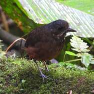 Image of Moustached Antpitta