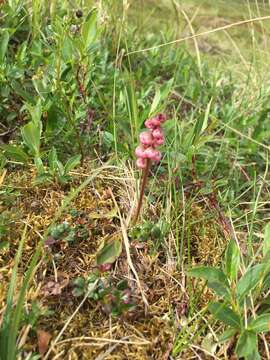 Image of common wintergreen