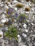 Imagem de Agapanthus walshii L. Bolus