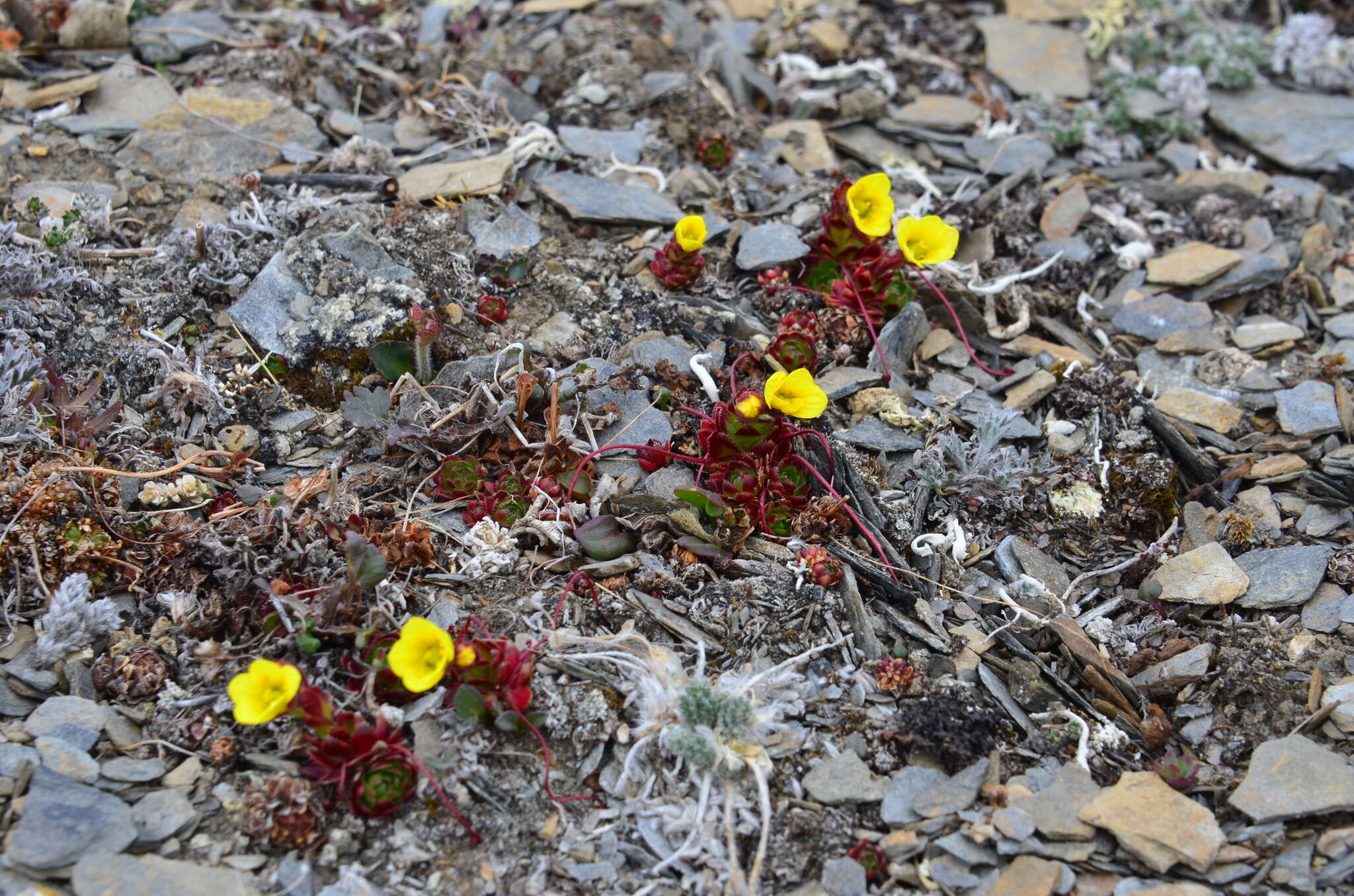 Image of broadsepal saxifrage