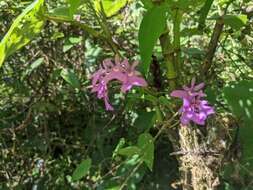 Image of Epidendrum centropetalum Rchb. fil.