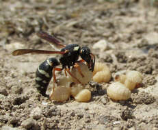 Sivun Tropidodynerus interruptus (Brulle 1832) kuva