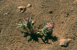 Image of Centaurea pungens Pomel