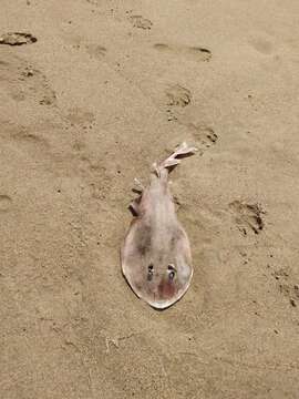 Image of Cortez Electric Ray