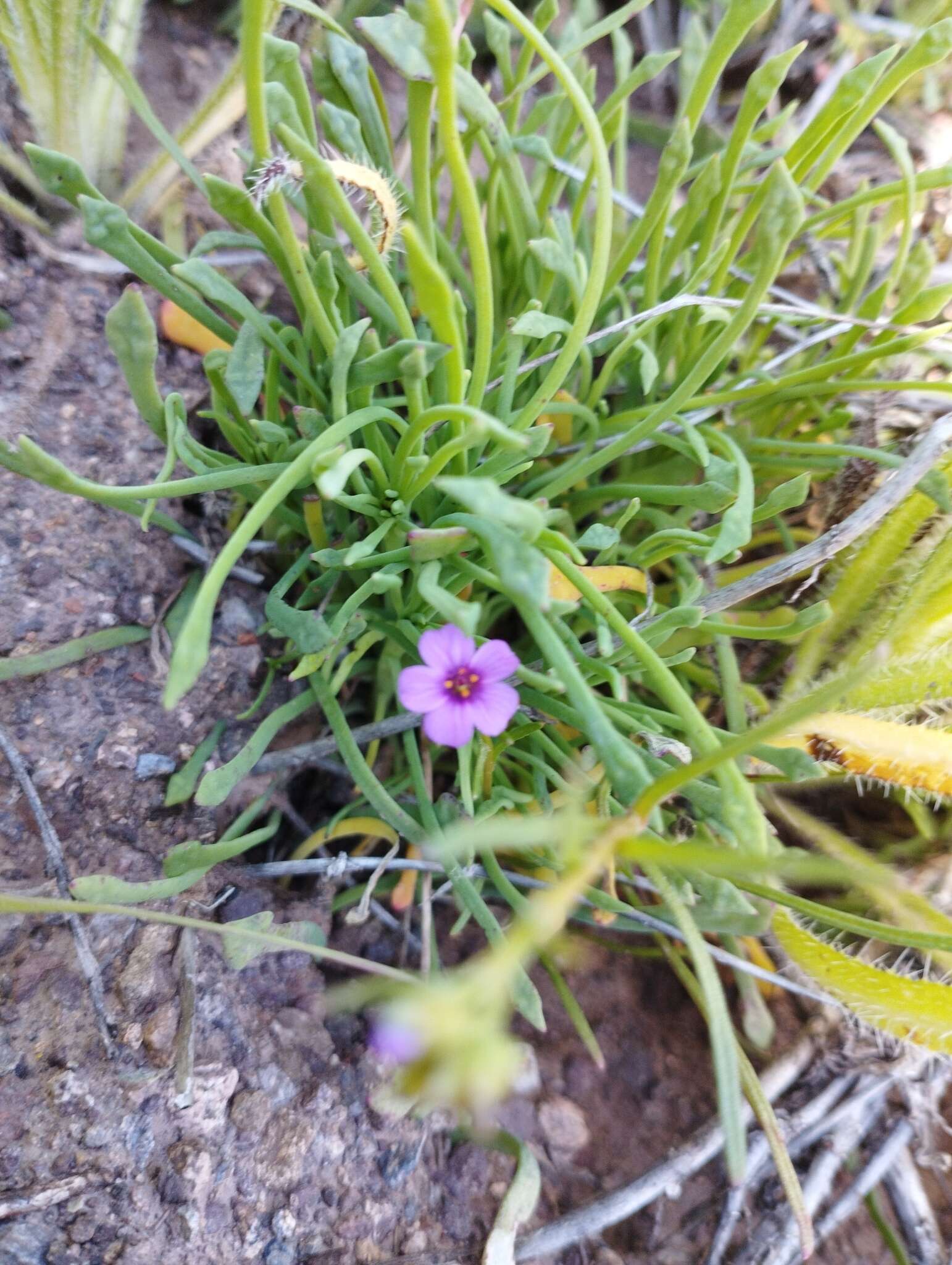 Image of Calandrinia compressa Schrad. ex DC.