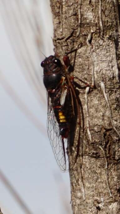 Image of Yoyetta spectabilis Emery, Emery & Popple 2019