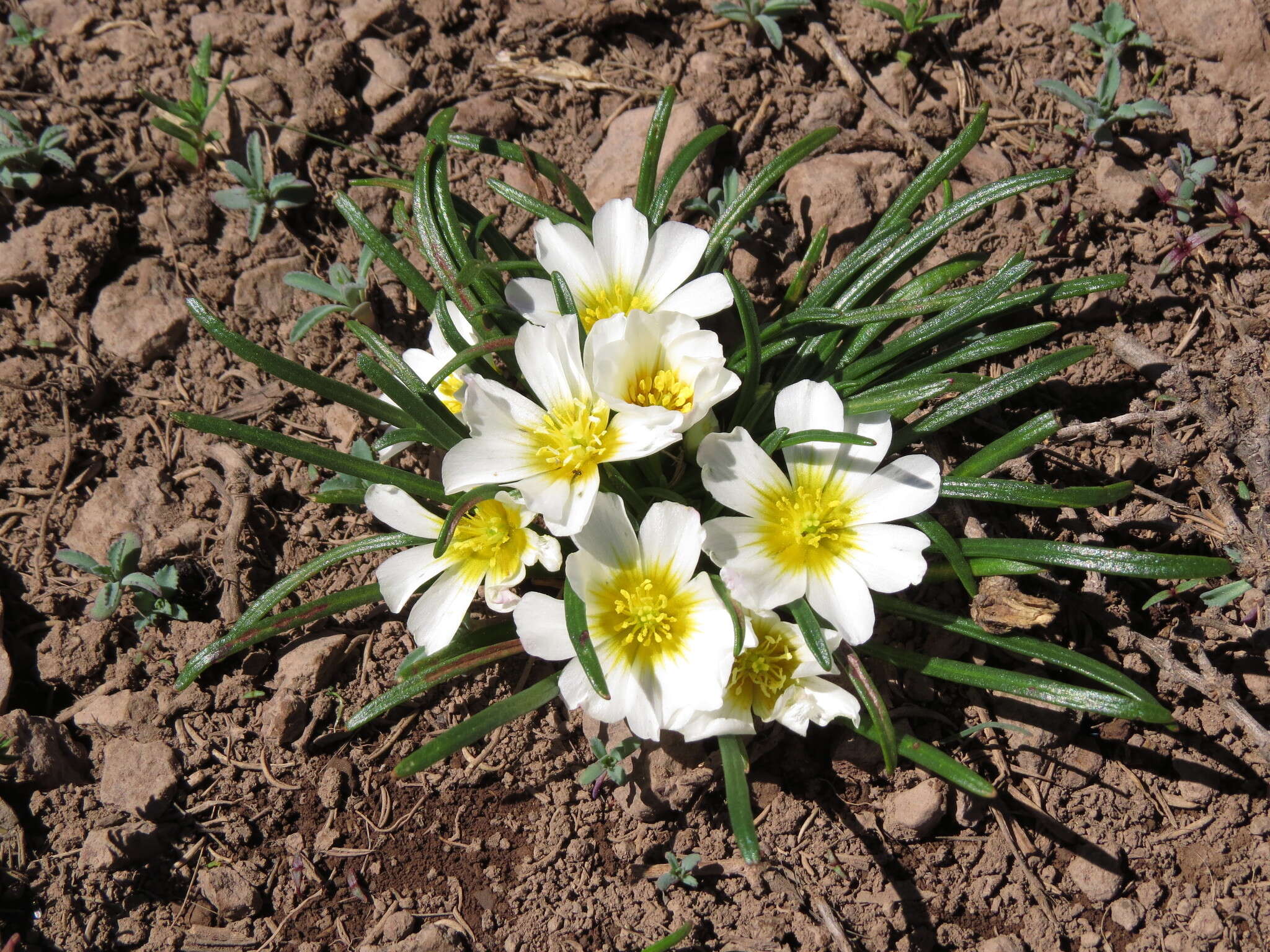 Image of Calandrinia affinis Gill. ex Arn.