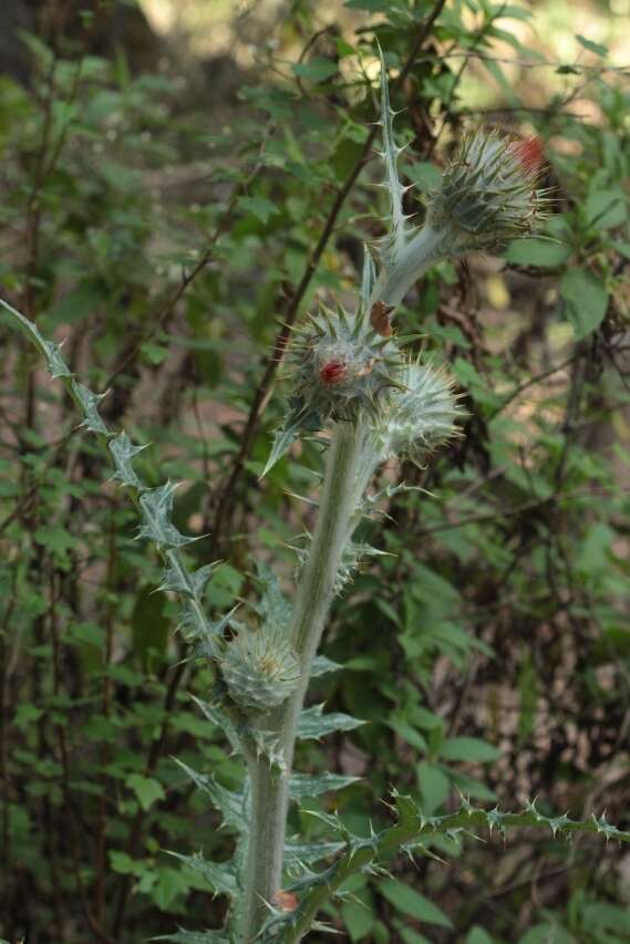 Cirsium ehrenbergii Sch. Bip.的圖片