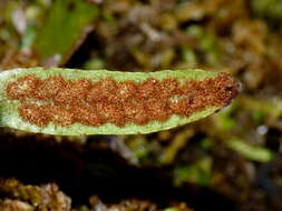 Notogrammitis patagonica (C. Chr.) Parris的圖片