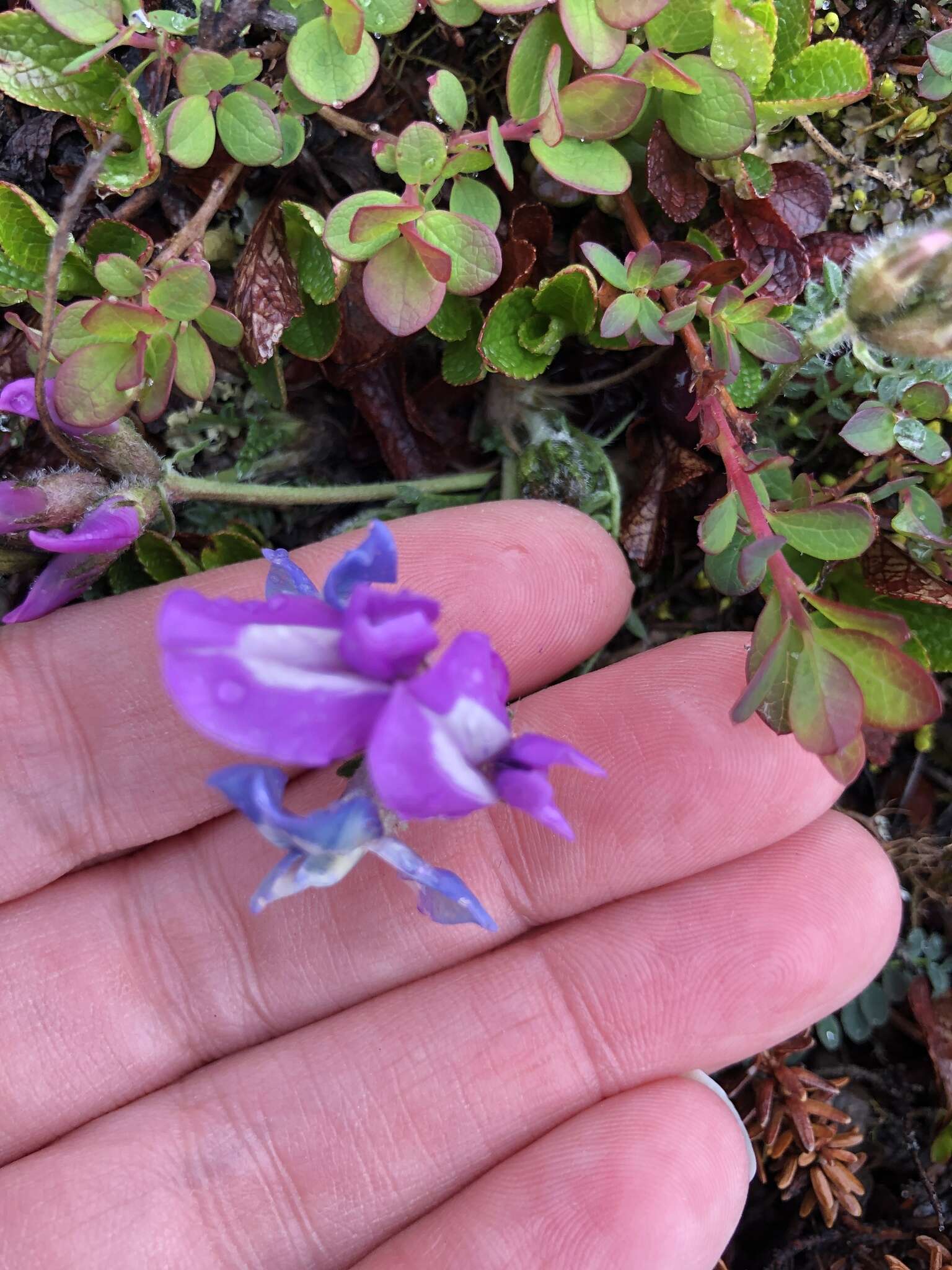 Image of <i>Oxytropis <i>arctica</i></i> var. arctica