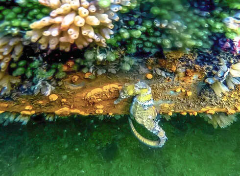 Image of Long-snout Seahorse